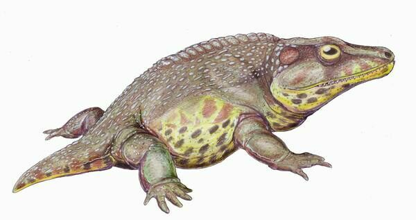 Artists reconstruction of Cacops.  By Dmitry Bogdanov Creative Commons License
